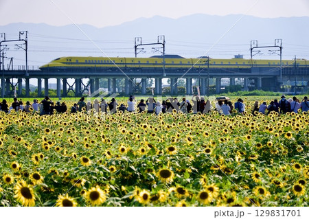 ひまわり畑とドクターイエローを見送る人々 129831701