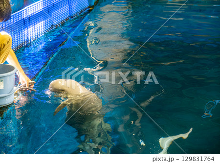【#鳥羽水族館】スナメリへの餌やり 【#鳥羽水族館】スナメリへの餌やり 129831764