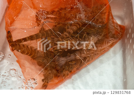 【#食材】車海老 【#食材】車海老 129831768