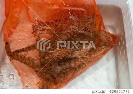 【#食材】車海老 【#食材】車海老 129831773