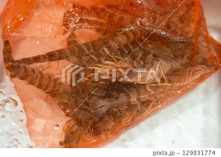 【#食材】車海老 【#食材】車海老 129831774