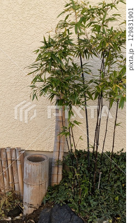 竹 129831901