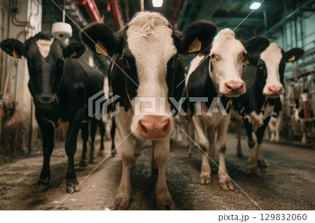 Interior View of a Modern Smart Barn with Monitored Cows in Stalls for Enhanced Animal Care Interior View of a Modern Smart Barn with Monitored Cows in Stalls for Enhanced Animal Care 129832060