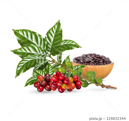 Coffee beans with leaves isolated on white background Coffee beans with leaves isolated on white background 129832344