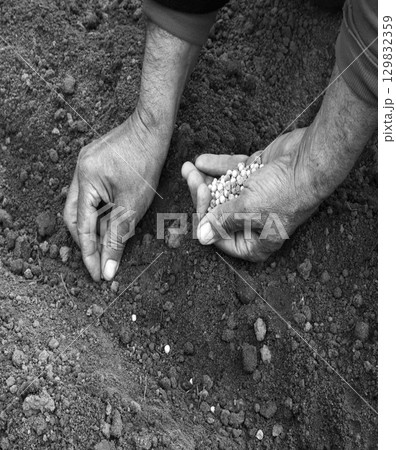 Old human worker sowing a pea 129832359