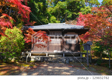 京都 三尾 高雄山 神護寺 明王堂と鮮やかな紅葉 (京都府京都市右京区) 京都 三尾 高雄山 神護寺 明王堂と鮮やかな紅葉 (京都府京都市右京区) 129832782