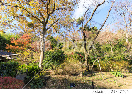 紅葉した木々と三渓園 紅葉した木々と三渓園 129832794