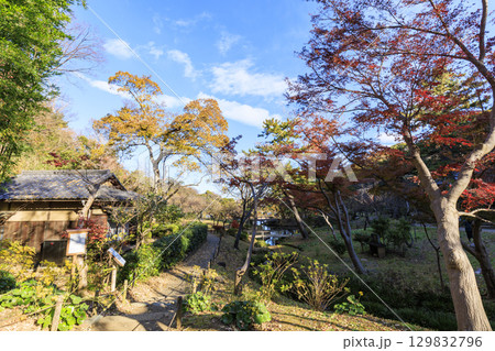 紅葉した木々と三渓園 紅葉した木々と三渓園 129832796