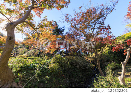 紅葉した木々と三渓園 紅葉した木々と三渓園 129832801