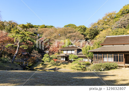 紅葉した木々と三渓園 129832807