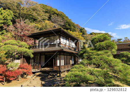 紅葉した木々と三渓園 紅葉した木々と三渓園 129832812