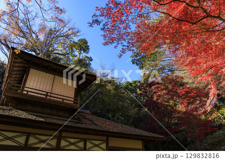 紅葉した木々と三渓園 129832816