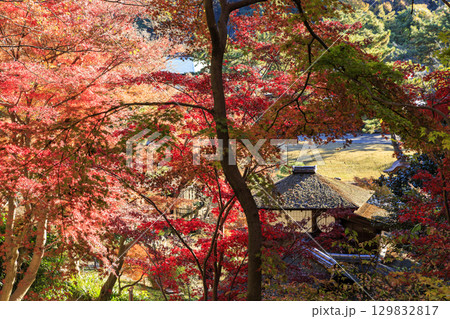 紅葉した木々と三渓園 129832817