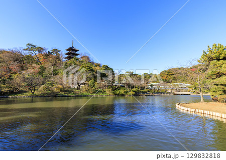 紅葉した木々と三渓園 129832818