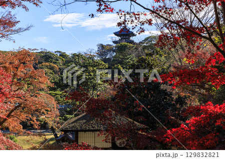 紅葉した木々と三渓園 129832821