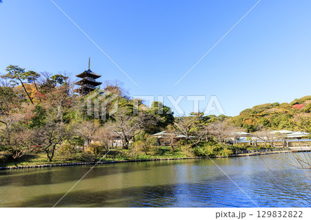 紅葉した木々と三渓園 129832822
