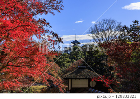 紅葉した木々と三渓園 紅葉した木々と三渓園 129832823