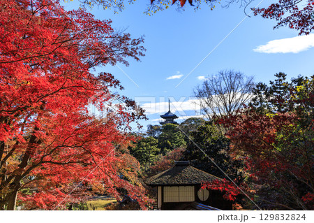 紅葉した木々と三渓園 紅葉した木々と三渓園 129832824