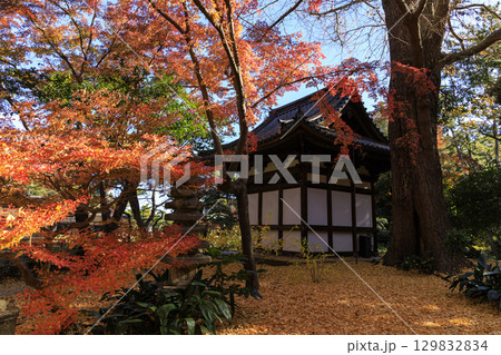 紅葉した木々と三渓園 紅葉した木々と三渓園 129832834