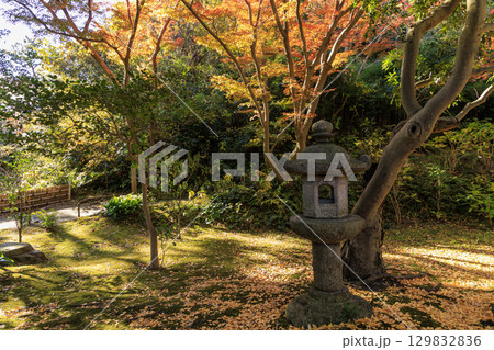 紅葉した木々と三渓園 紅葉した木々と三渓園 129832836