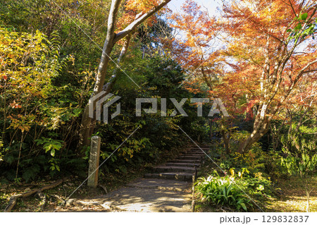 紅葉した木々と三渓園 紅葉した木々と三渓園 129832837