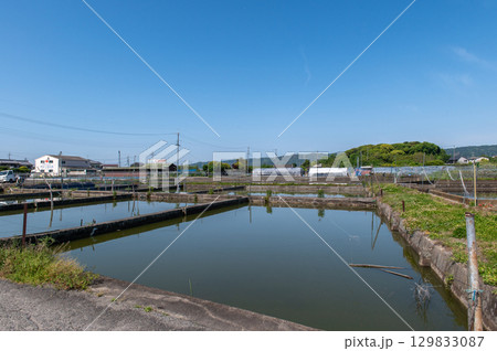 大和郡山－金魚養殖の風景 129833087