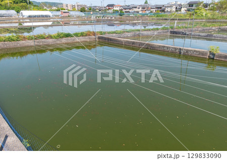大和郡山－金魚養殖の風景 129833090