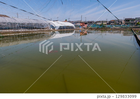 大和郡山-金魚養殖の風景 大和郡山-金魚養殖の風景 129833099