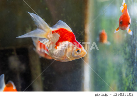 大和郡山－金魚養殖の風景 129833102