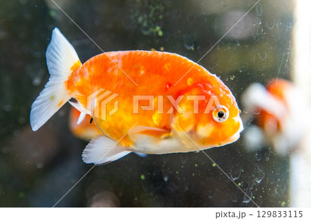 大和郡山-金魚養殖の風景 大和郡山-金魚養殖の風景 129833115