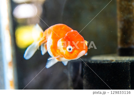 大和郡山－金魚養殖の風景 129833116