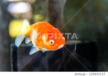 大和郡山-金魚養殖の風景 大和郡山-金魚養殖の風景 129833117