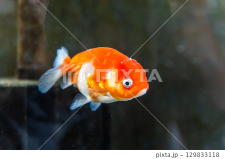 大和郡山－金魚養殖の風景 129833118