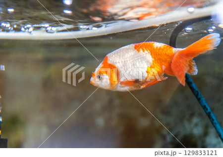 大和郡山－金魚養殖の風景 129833121