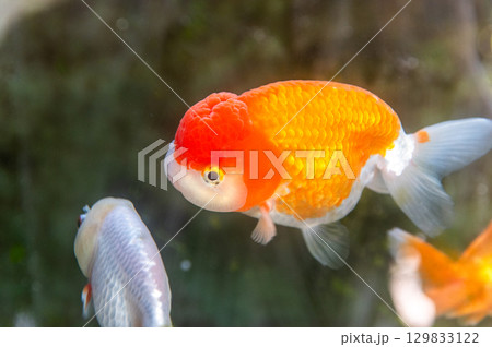大和郡山－金魚養殖の風景 129833122