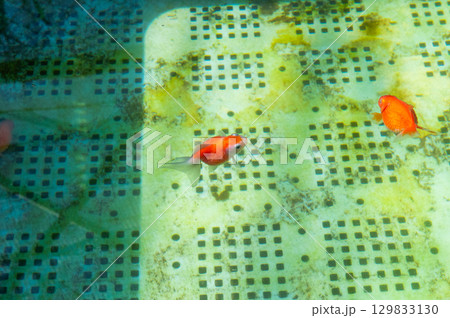 大和郡山-金魚養殖の風景 大和郡山-金魚養殖の風景 129833130