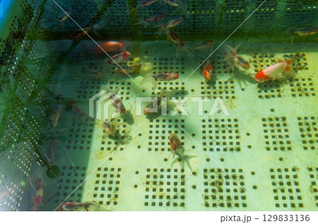 大和郡山－金魚養殖の風景 129833136