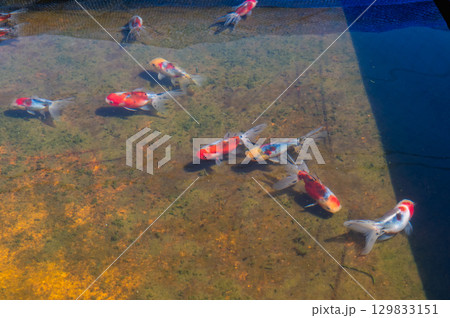 大和郡山－金魚養殖の風景 129833151