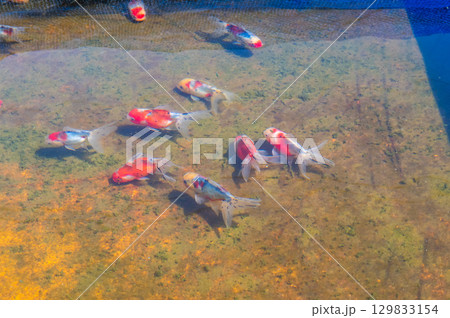 大和郡山-金魚養殖の風景 大和郡山-金魚養殖の風景 129833154