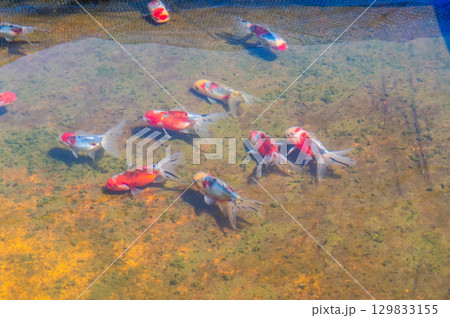 大和郡山－金魚養殖の風景 129833155