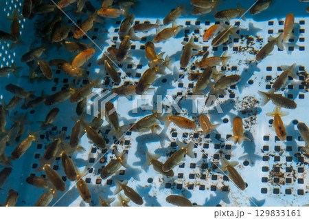 大和郡山－金魚養殖の風景 129833161