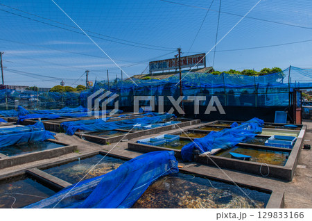 大和郡山-金魚養殖の風景 大和郡山-金魚養殖の風景 129833166