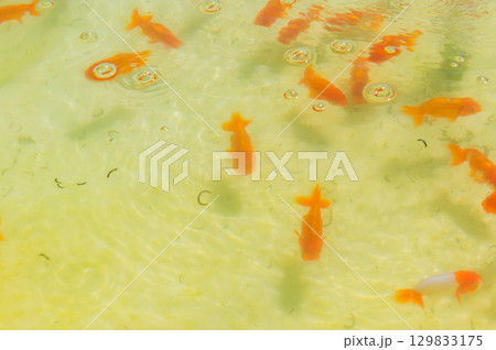 大和郡山-金魚養殖の風景 大和郡山-金魚養殖の風景 129833175