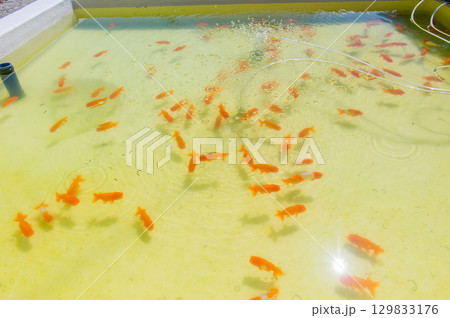 大和郡山－金魚養殖の風景 129833176