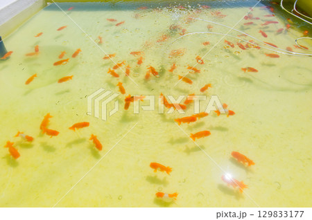 大和郡山-金魚養殖の風景 大和郡山-金魚養殖の風景 129833177
