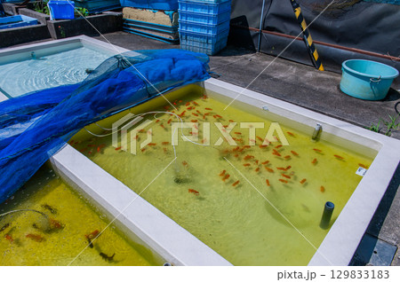 大和郡山－金魚養殖の風景 129833183