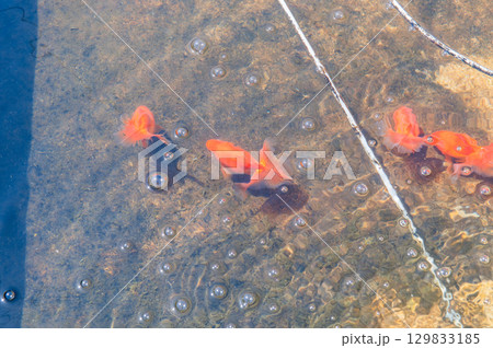 大和郡山－金魚養殖の風景 129833185