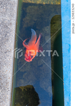 大和郡山－金魚養殖の風景 129833240