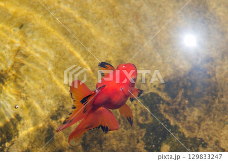 大和郡山-金魚養殖の風景 大和郡山-金魚養殖の風景 129833247