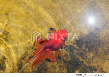 大和郡山-金魚養殖の風景 大和郡山-金魚養殖の風景 129833248